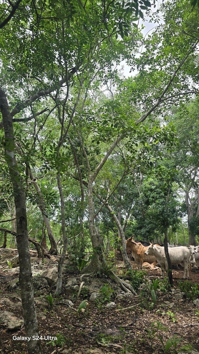 14 de 19: Mas vegetación dentro del terreno