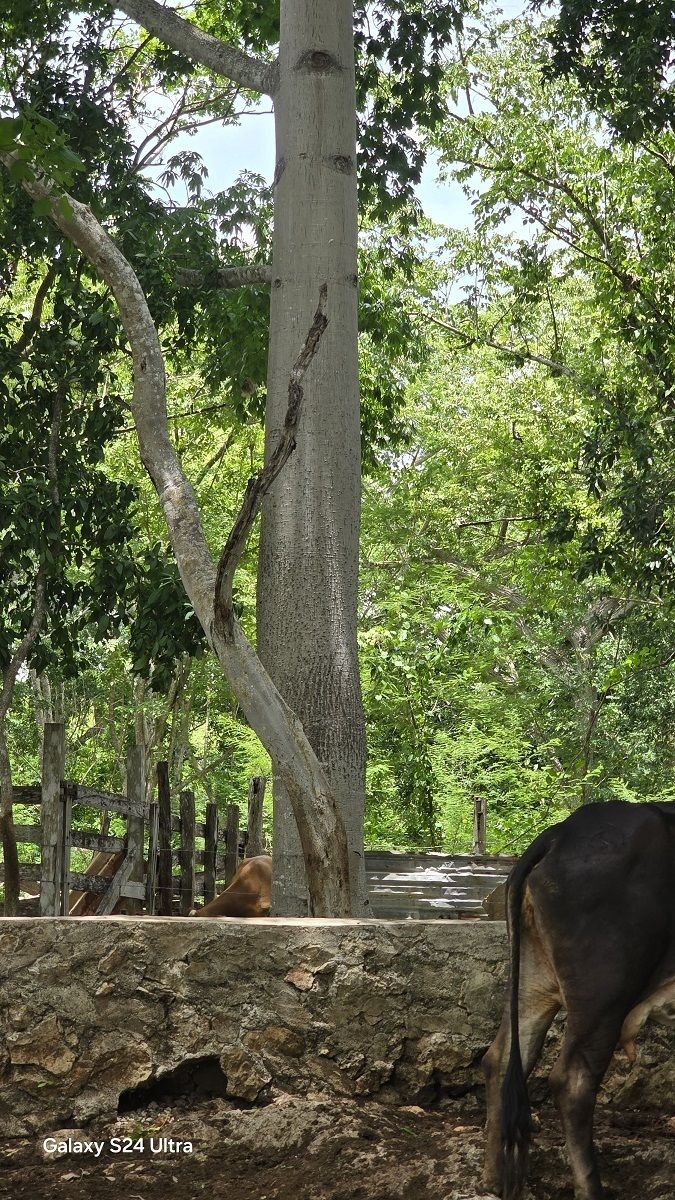 15 de 19: Arboles frondosos en el predio