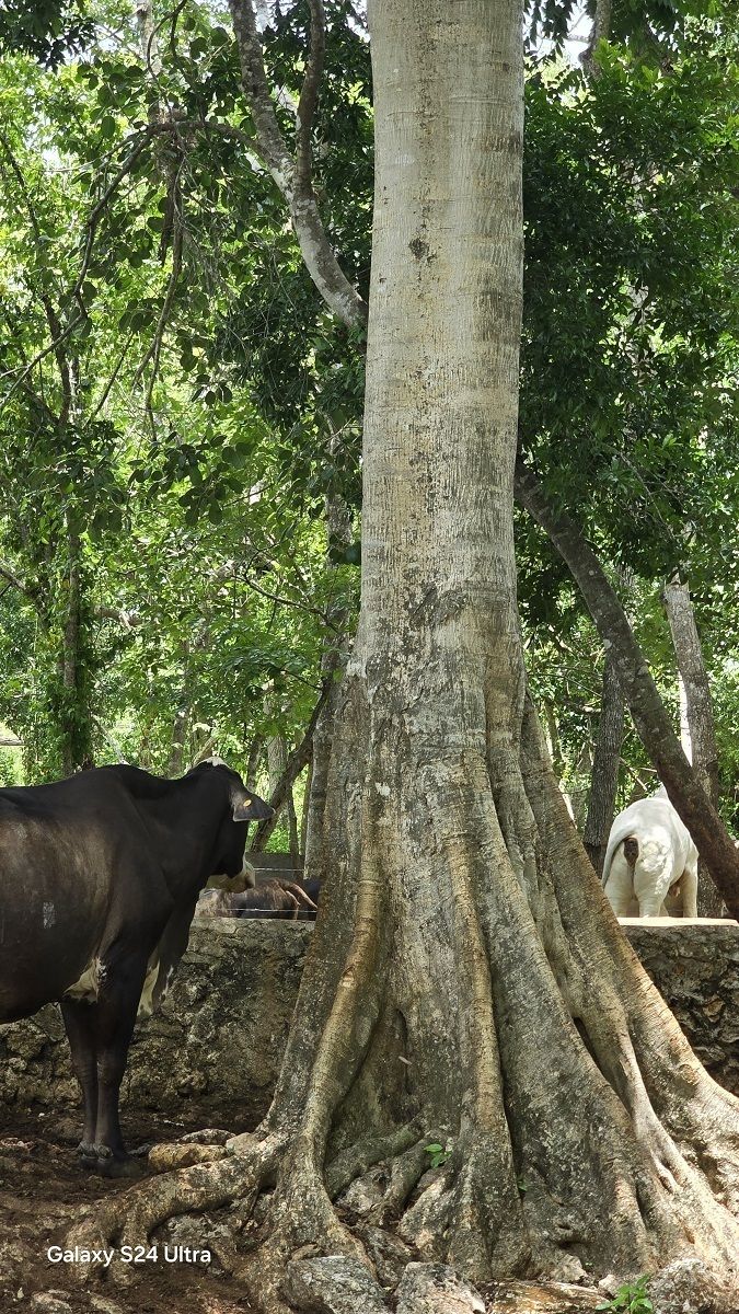 16 de 19: Arboles de gran tamaño