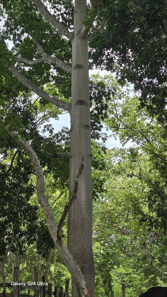 17 de 19: Árbol de la Ceiba, existen mas de estos en el predio
