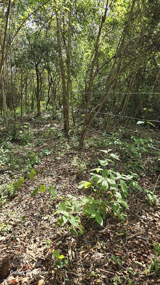 9 de 9: Otra vista de la vegetación del predio