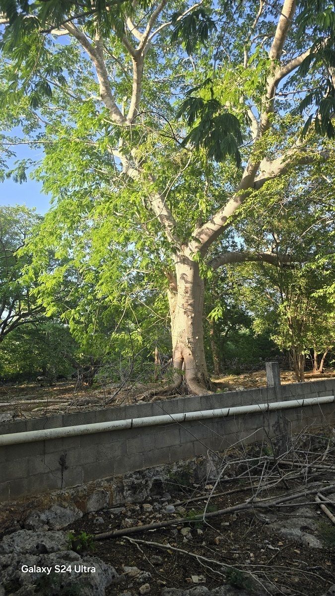 12 de 28: Arboles de gran tamaño en el área de la Casa principal
