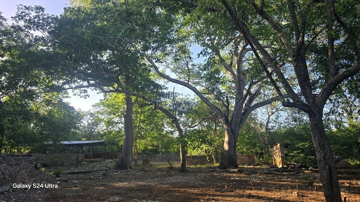 15 de 28: Otra vista de los arboles del predio