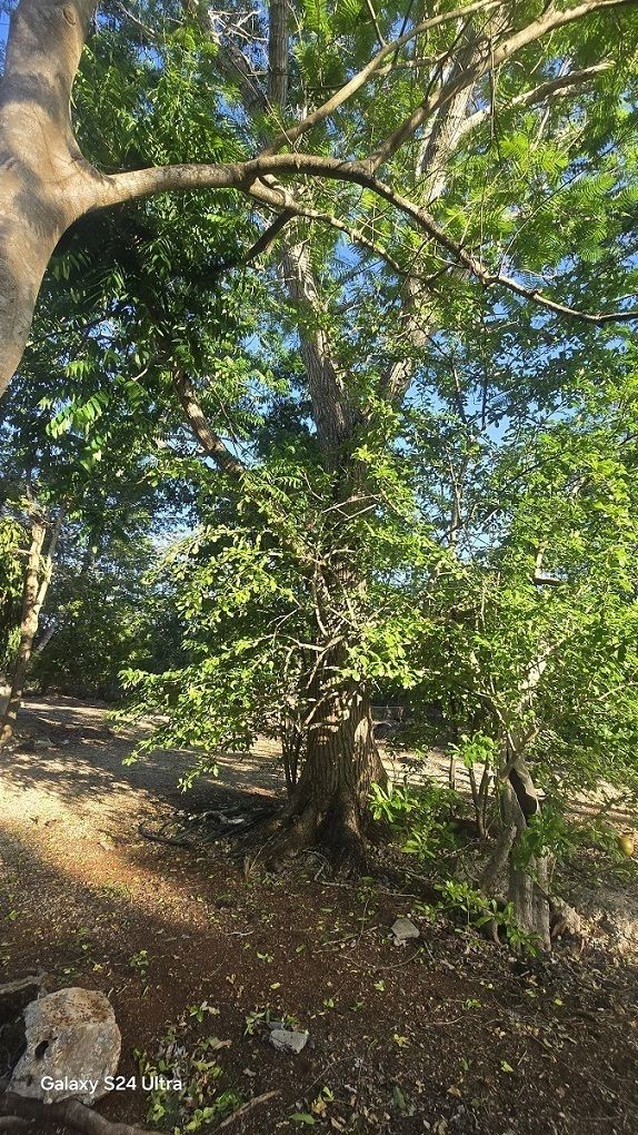 19 de 28: algunos de los arboles frutales