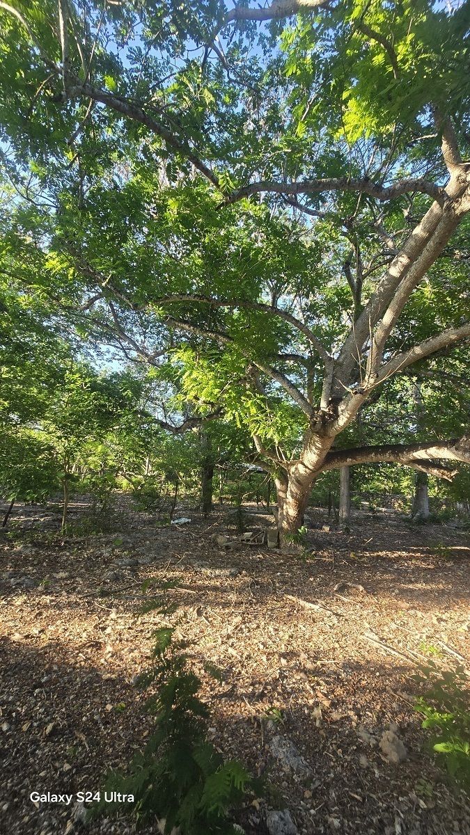 23 de 28: Mas arboles frondosos en el predio