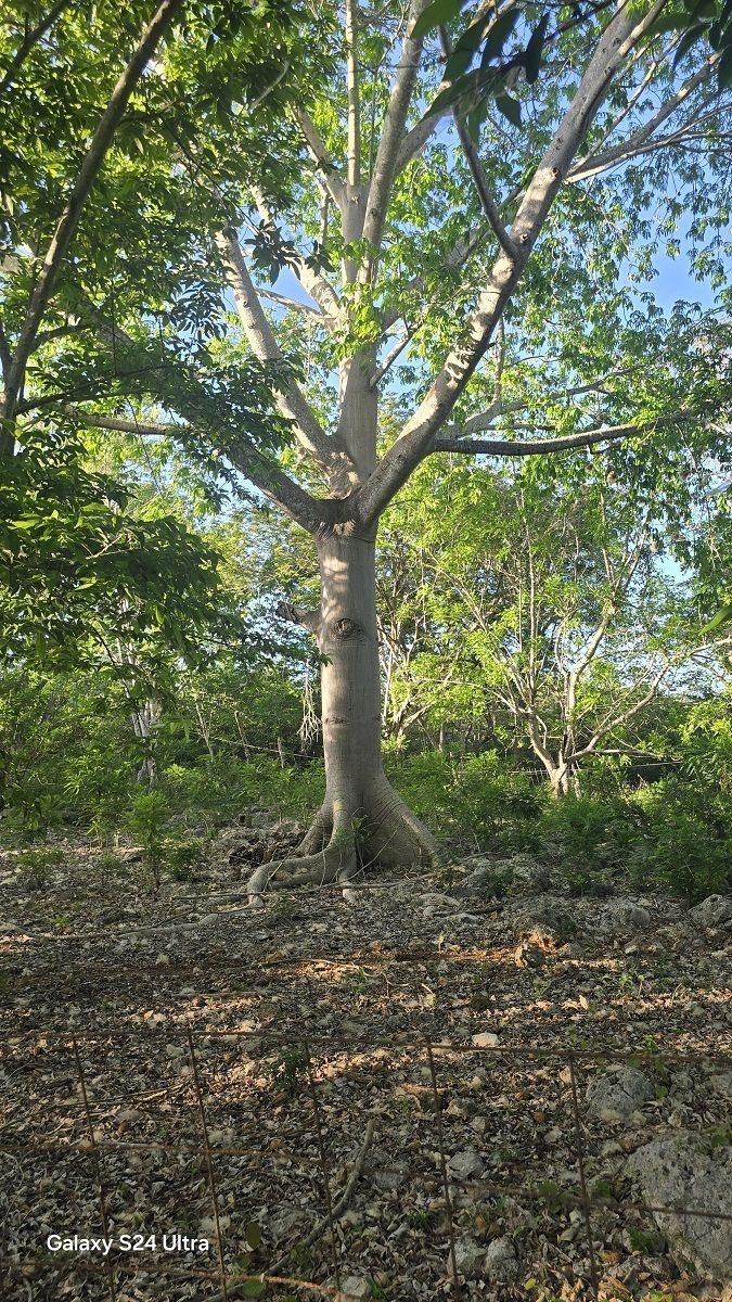 24 de 28: Muchos arboles frondosos