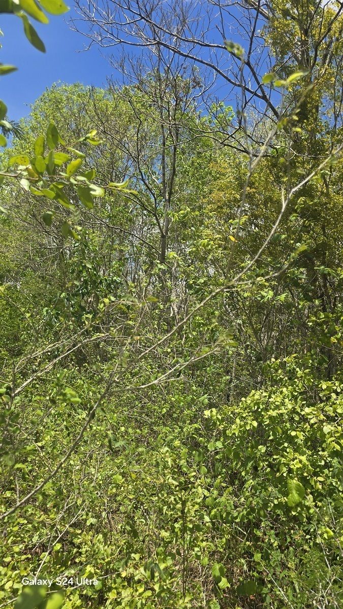 23 de 28: abundante vegetación en el área del predio