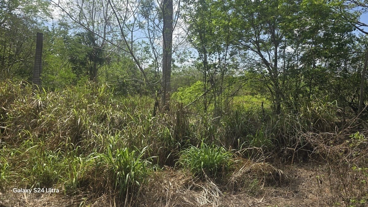 24 de 28: Otra vista del monte del terreno