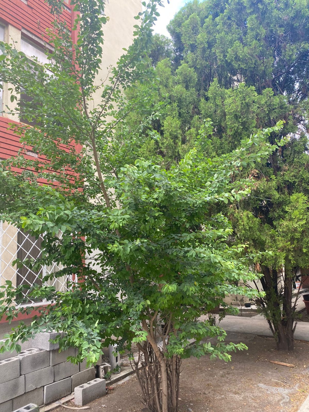 16 de 17