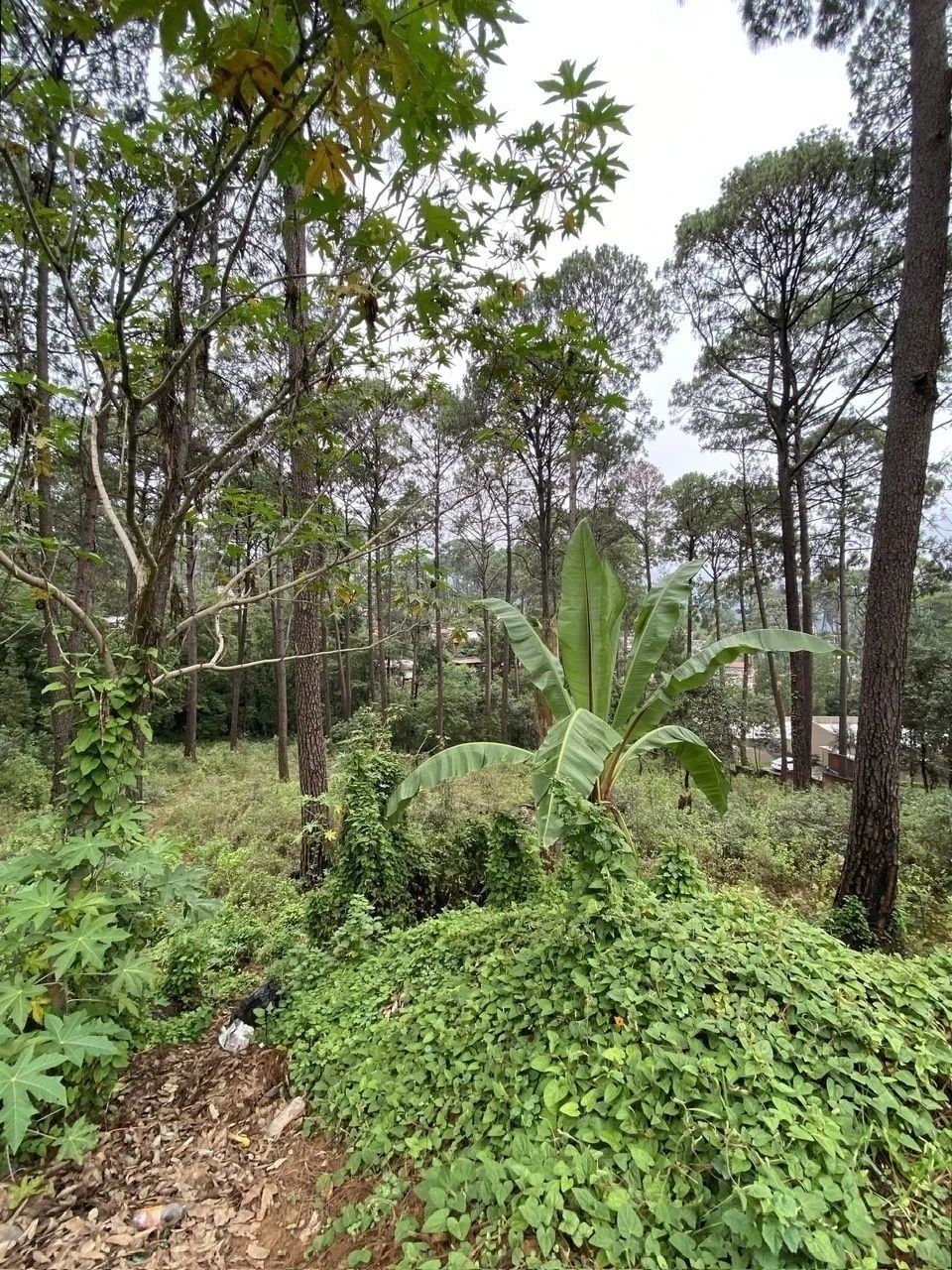2 de 4