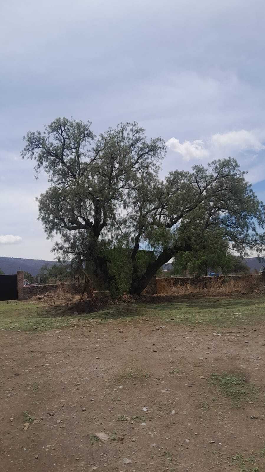 6 de 19