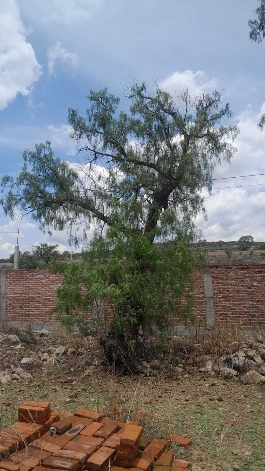 8 de 19