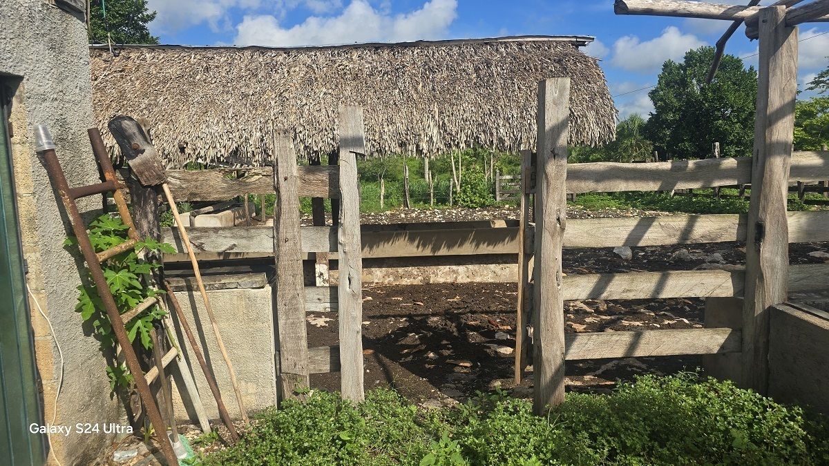 Instalaciones ganaderas y casa de palma