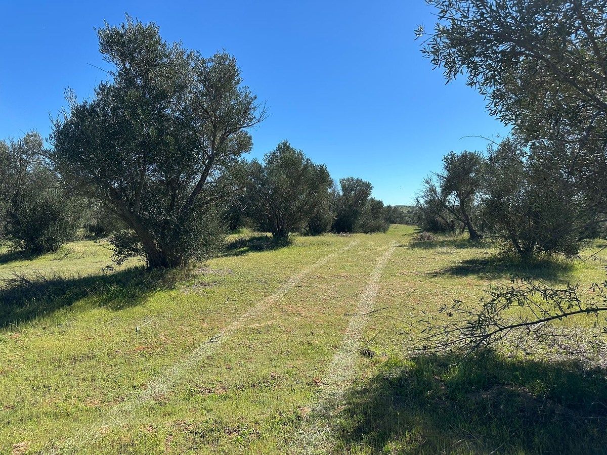 Venta de 4 Hectáreas Rodeado de Arboles de Olivo en Valle de Guadalupe, Ens B.C