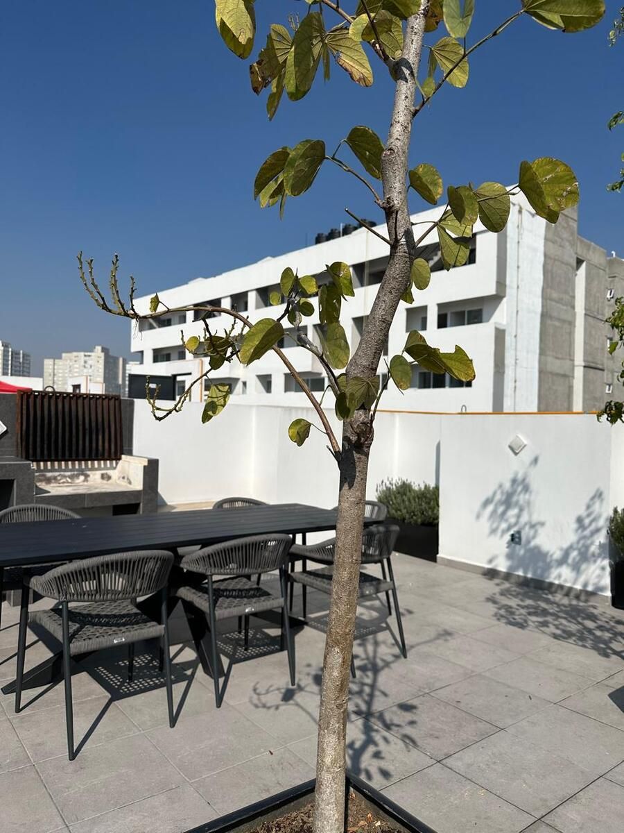 28 of 28: Roof top con asadores