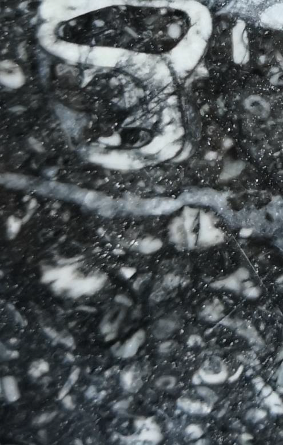 9 de 12: Negro Tórtola