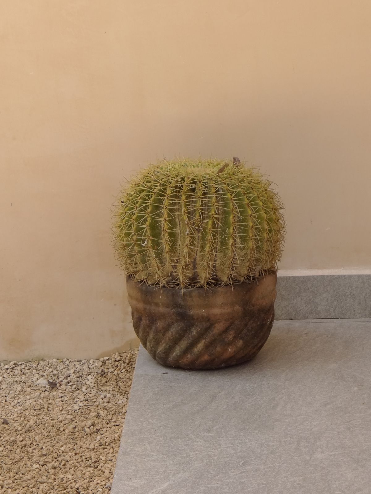 4 of 50: Potted barrel cactus on patio