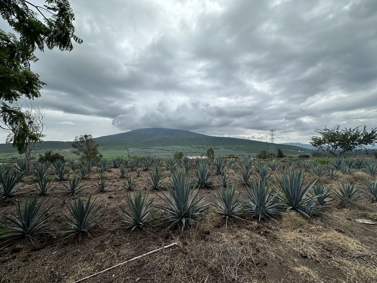 Terreno en Venta Carretera Guadalajara - Ocotlán - foto 3