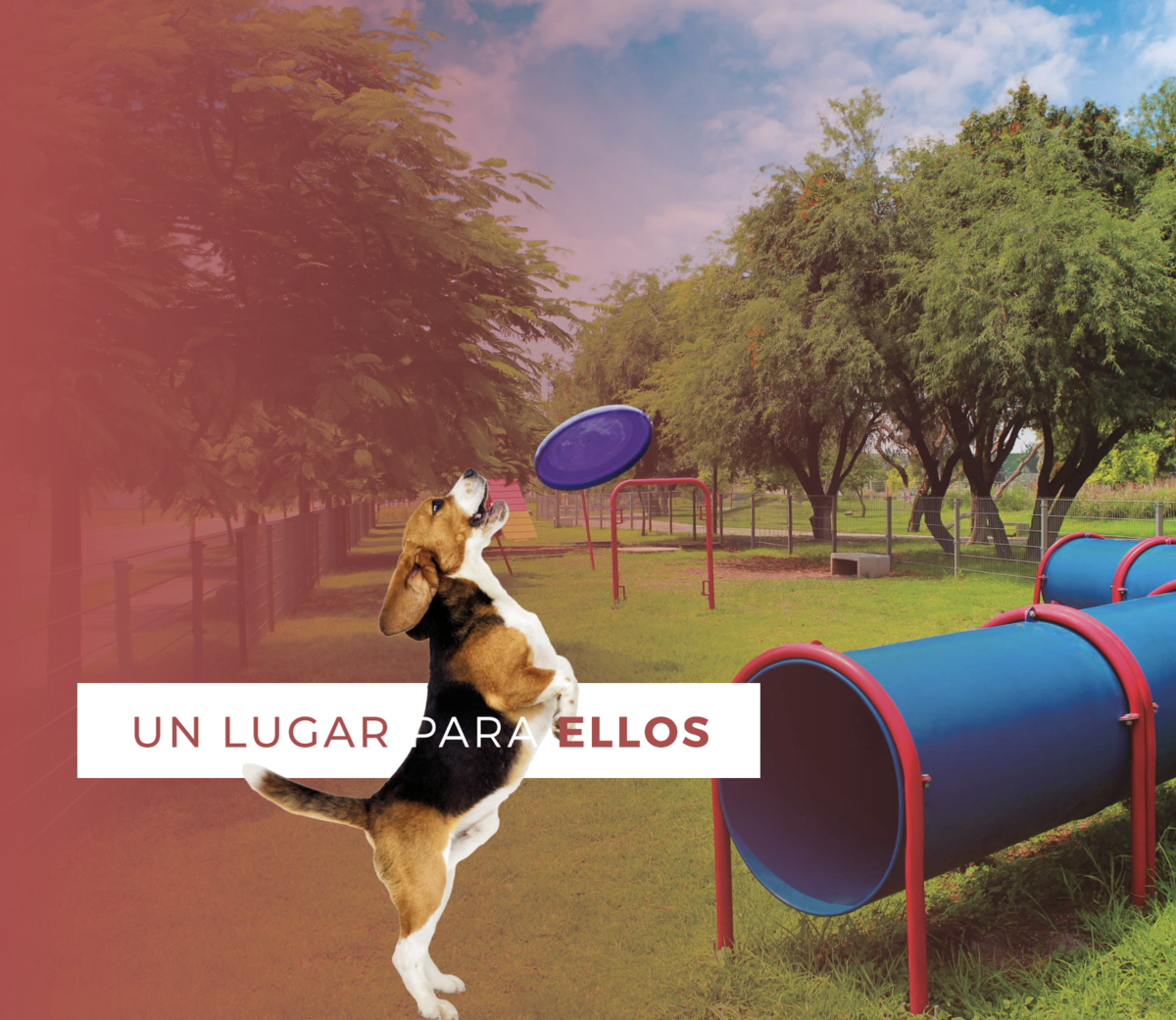 Imagen 6 de 10