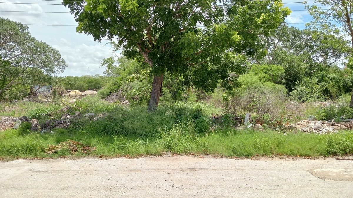 6 de 6: Frente del terreno.