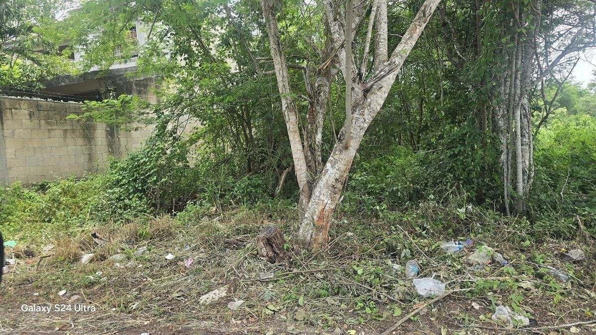 4 de 4: La linea del solar pasa al lado de los arboles