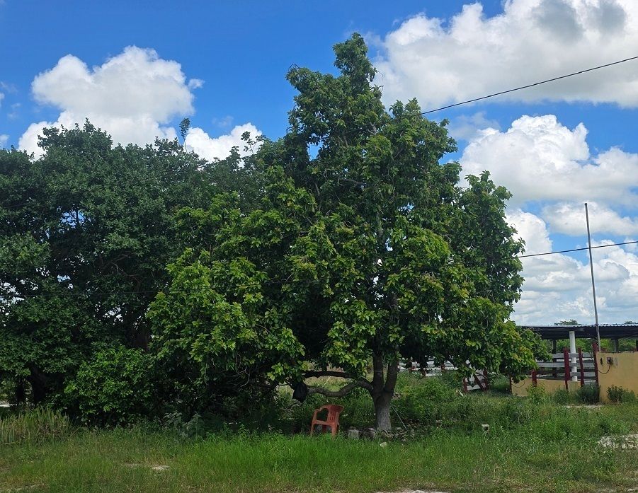 8 de 15: Árbol de aguacate muy frondoso