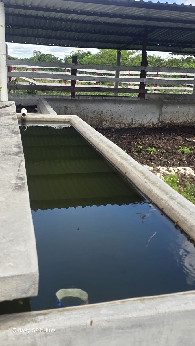 Bebedero dentro del corral de manejo