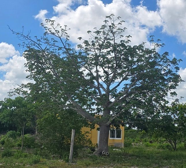 11 de 15: Una gran ceiba dentro del rancho