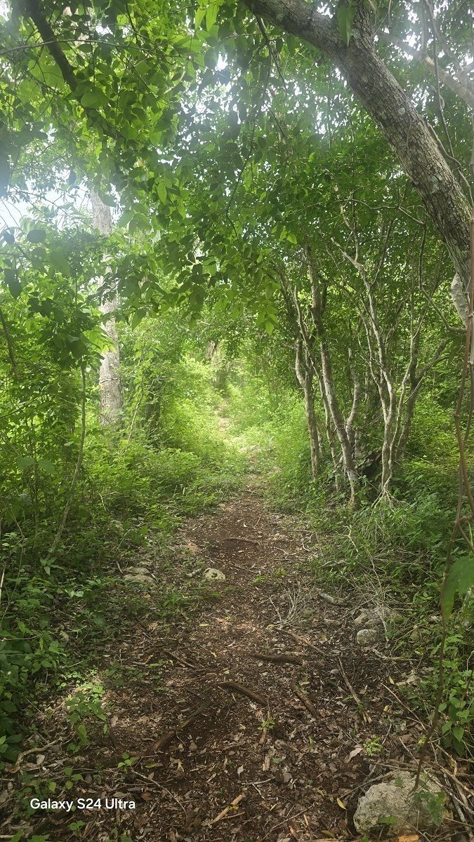 2 de 10: Camino de acceso hasta llegar al Lote