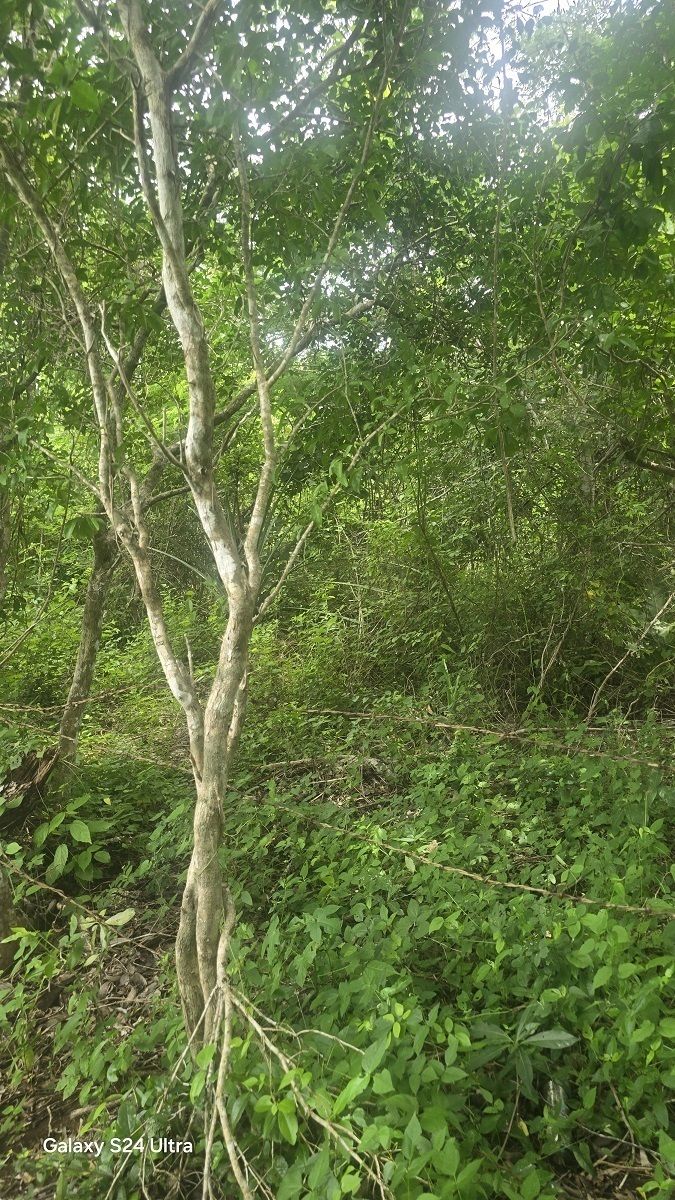 4 de 10: Existen diferentes tipos de arboles
