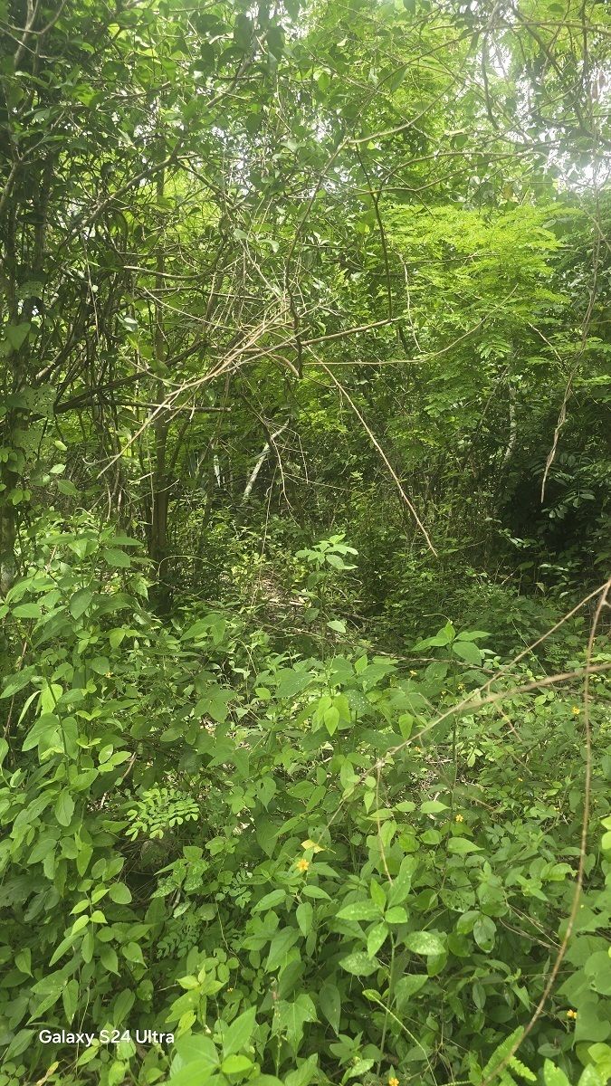 5 de 10: Gran variedad de arboles dentro del predio