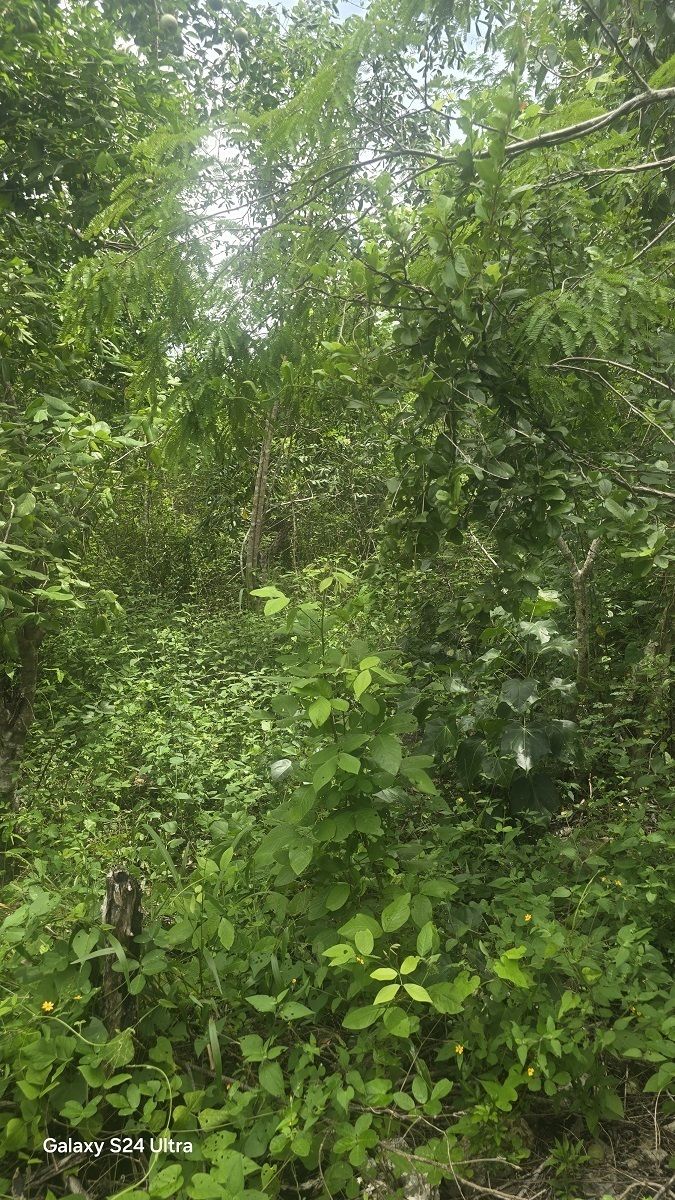 9 de 10: La vegetación en el predio es nativa de la zona