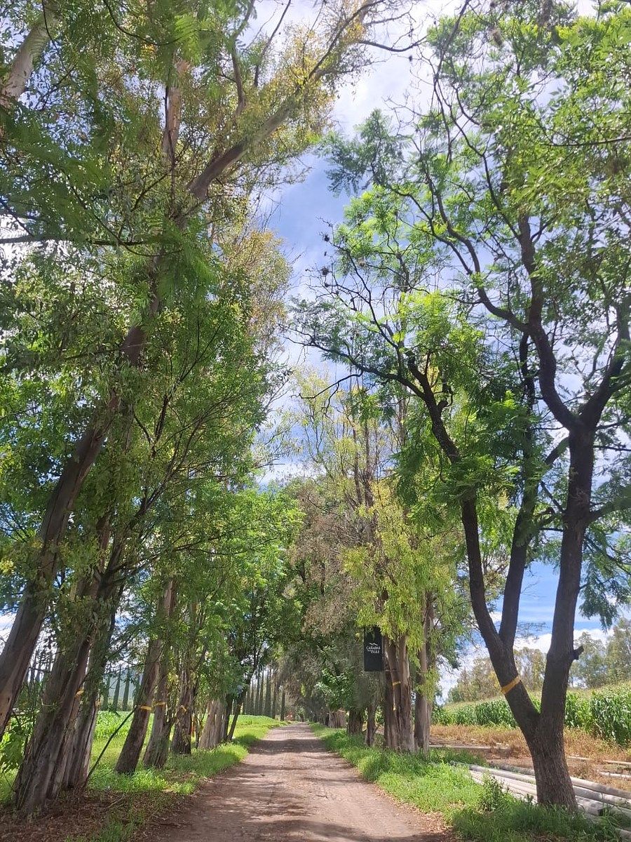 Terreno en Arroyo Hondo, Corregidora, foto 20 de 32