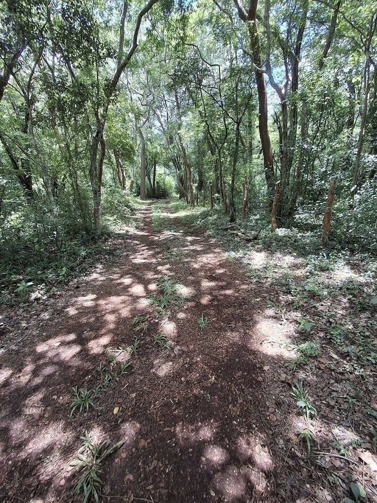 4 de 5: Camino muy amplio con vegetación abundante