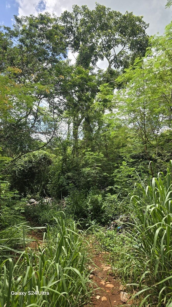 4 de 8: Vista de la vegetación dentro del predio