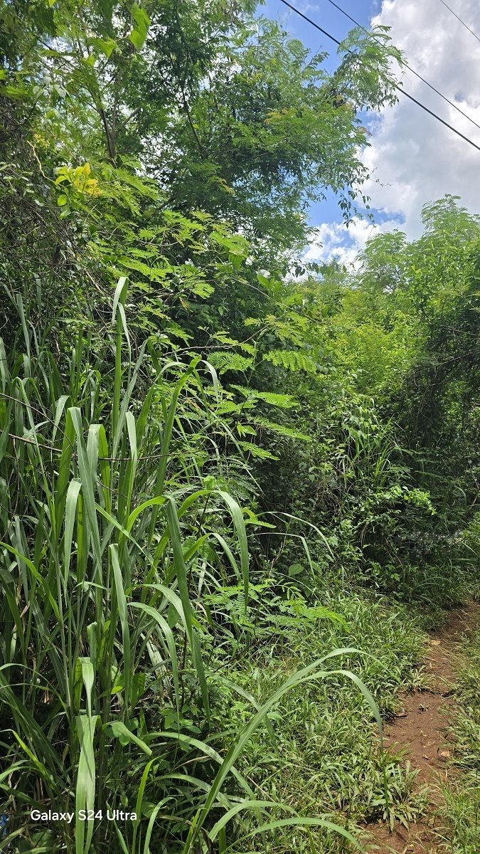 6 de 8: Otra vista del tipo de vegetación en el terreno