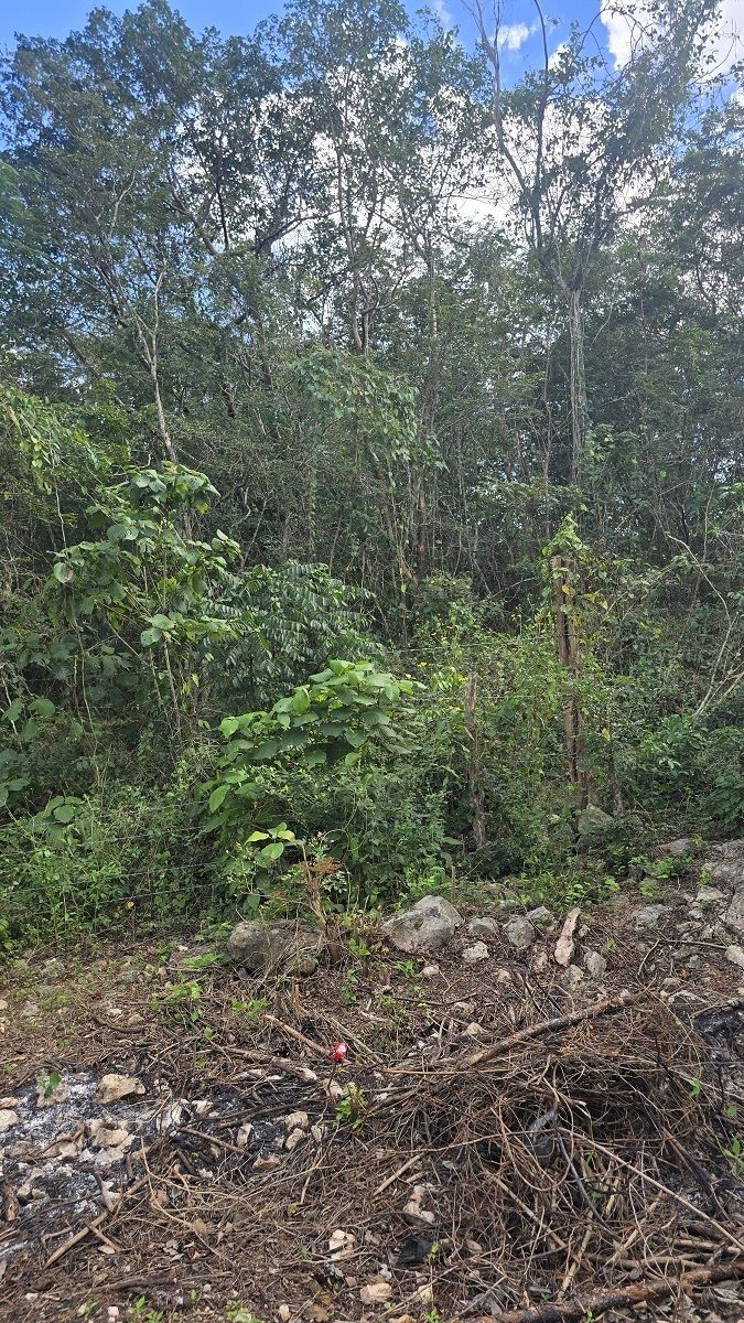 7 de 22: Otra vista de la vegetacion establecida en el terreno
