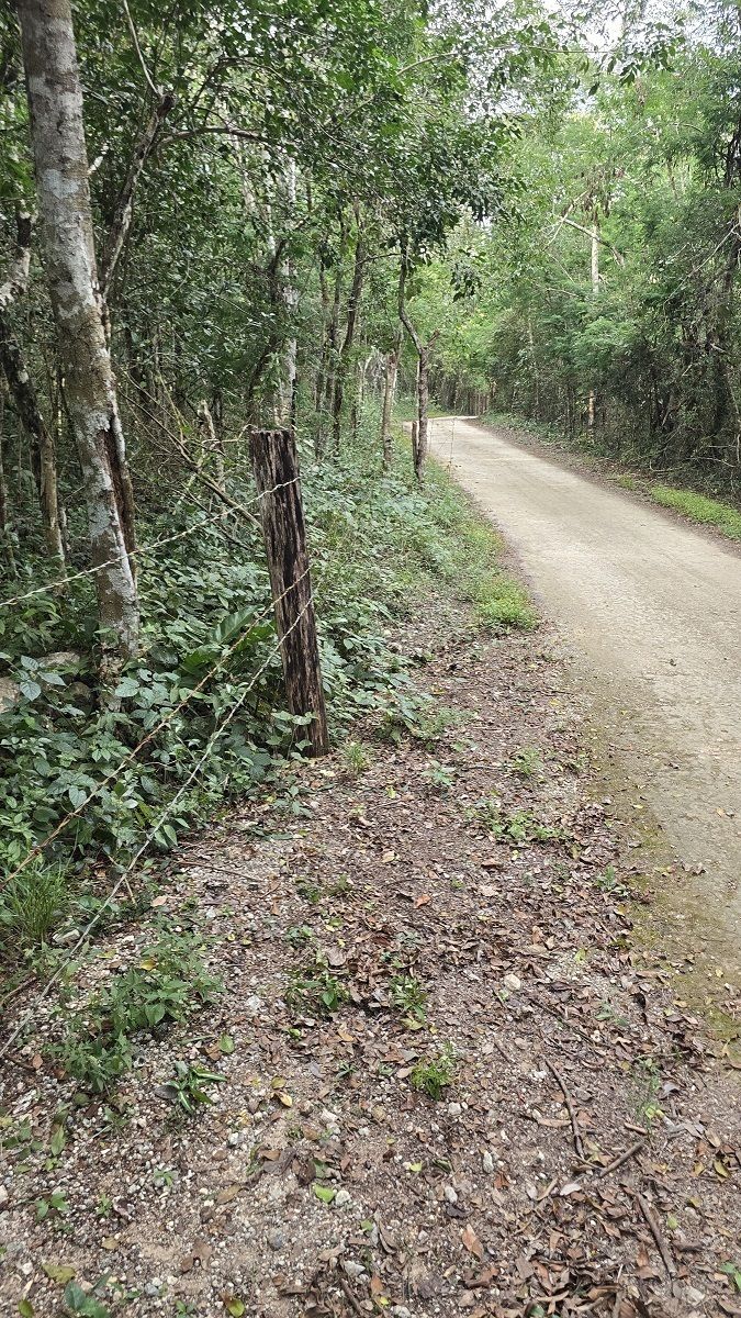11 de 22: Camino de acceso por la parte de atrás de la propiedad