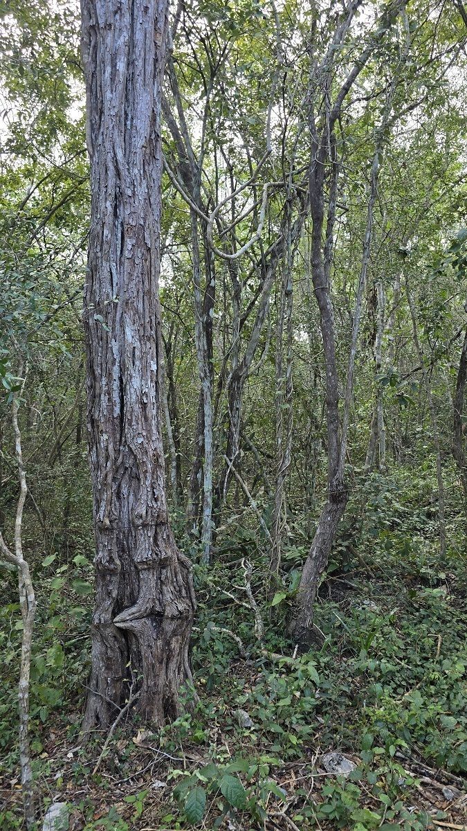 16 de 22: Arboles en la parte de atrás del predio