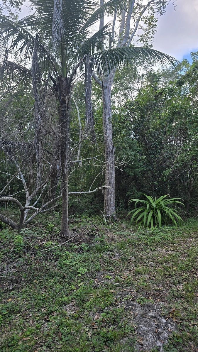 17 de 22: Algunos arboles maderables en el predio