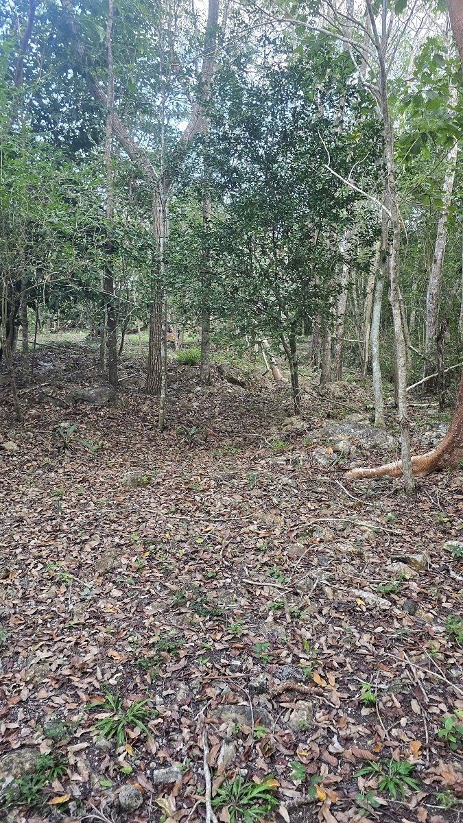 18 de 22: Otra vista de los arboles existentes en el rancho