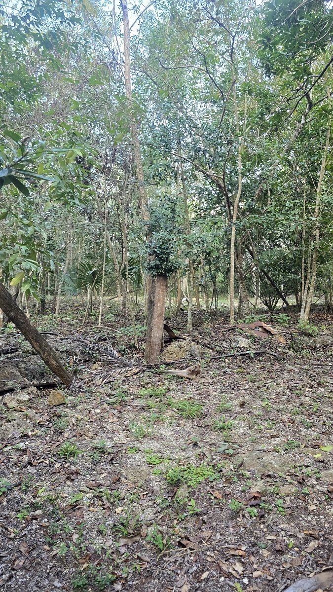 20 de 22: Arboles maderables en el casco del rancho