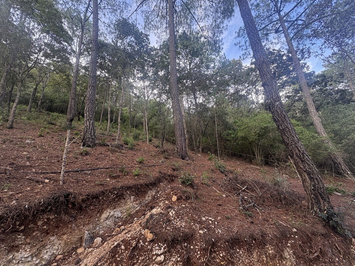 6 de 7: Lotes con vegetación