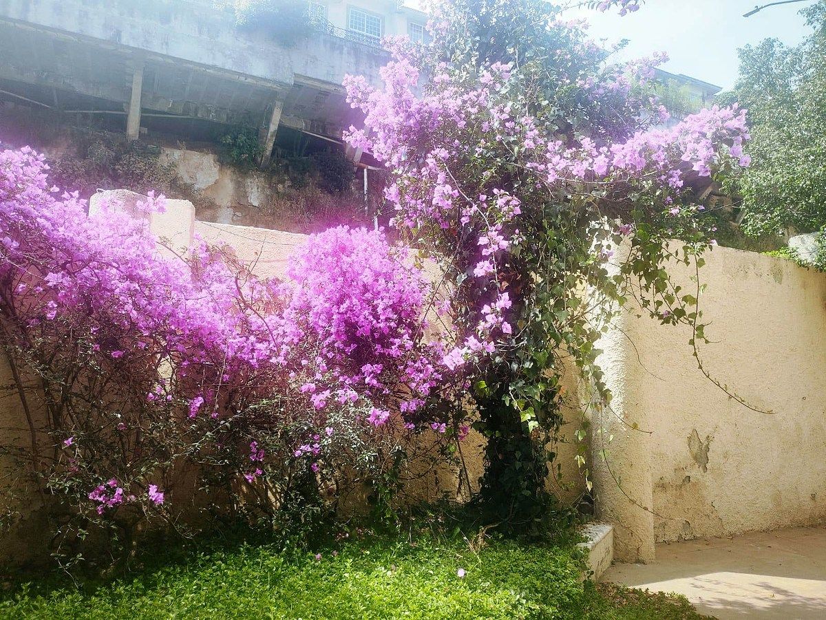 Departamento en Bosques de las Lomas, Cuajimalpa de Morelos, foto 6 de 48