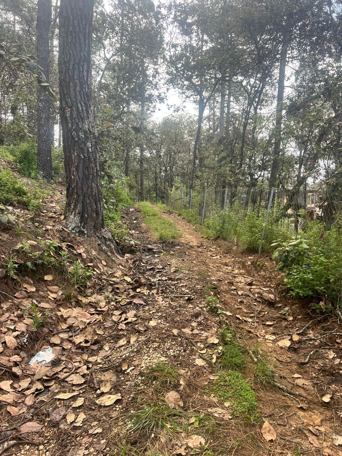 Terreno el Alcanfores