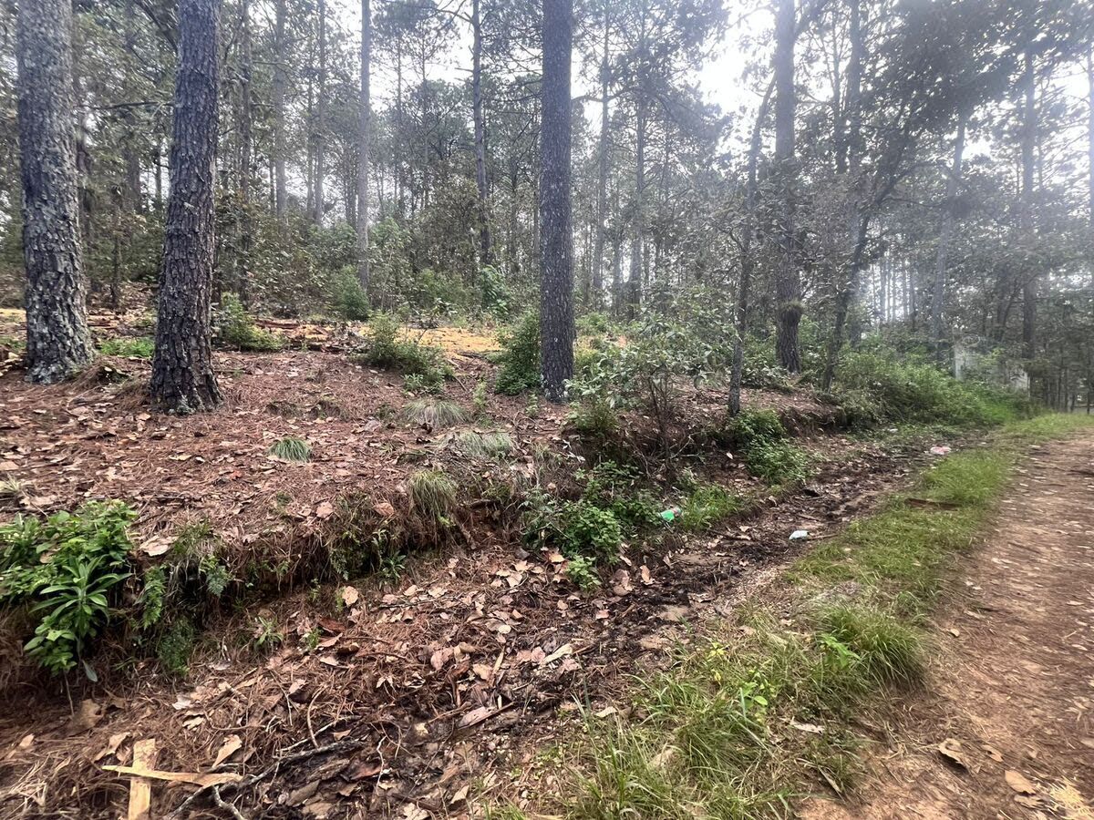 Terreno el Alcanfores