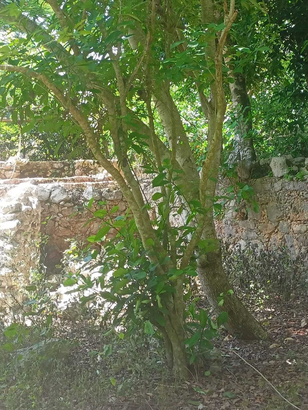 25 de 49