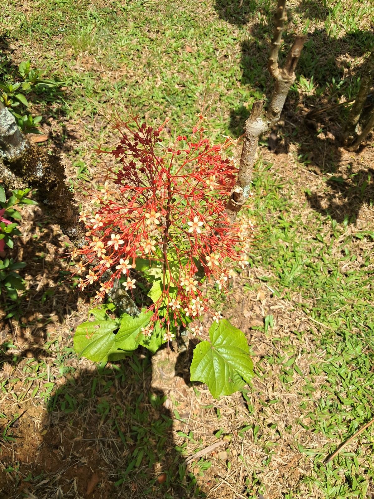 2 de 14: Orquídeas