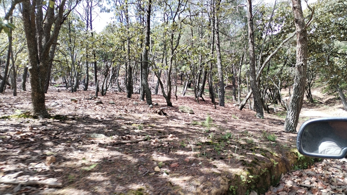 16 de 33: lotes rodeadaos de arboles