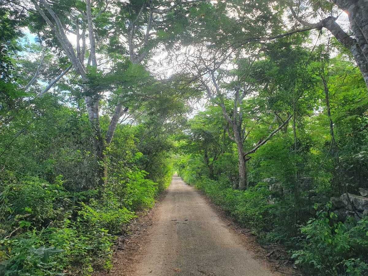 CON POSTES DE LUZ Y CALLE Terreno en venta todo o la mitad, en Telchac Pueblo - foto 1